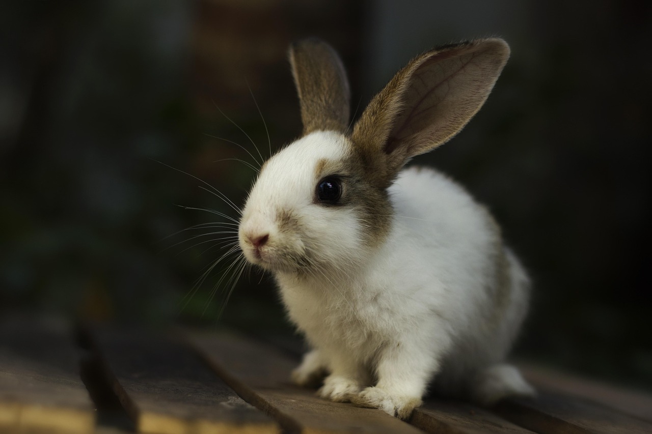 pet vet clinic colombo